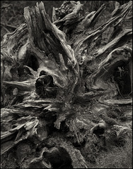 La soca d'un vell arbre