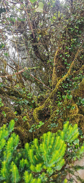 Anaga Nebelwald auf Teneriffa