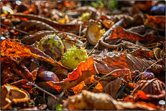 Herbstgeflüster