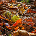 Herbstgeflüster