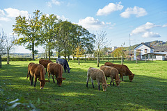 Cows,  farm Heihoven ¤ NL