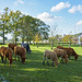 Cows,  farm Heihoven ¤ NL