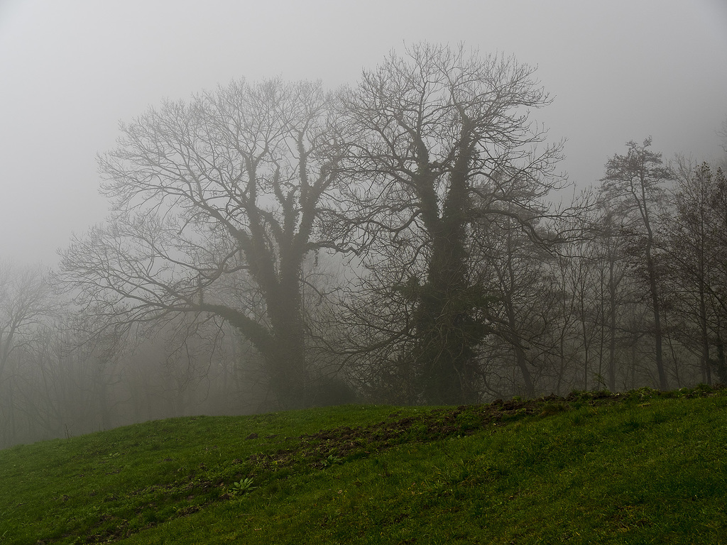 Ghosts in the fog