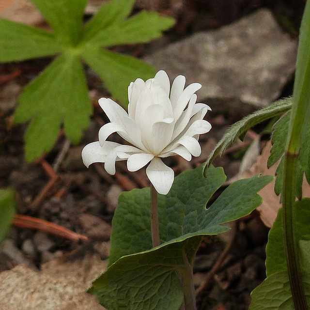 Double Bloodroot / Sanguinaria canadensis f. multiplex Plena