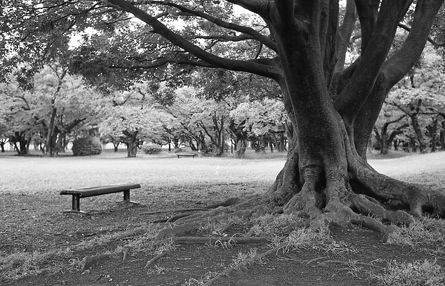 Bench and an old tree