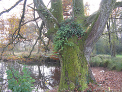 LA LAGO APUD RAINANS