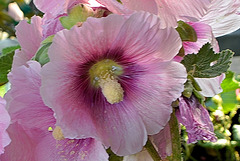 Gewöhnliche Stockrosen (Alcea rosea)