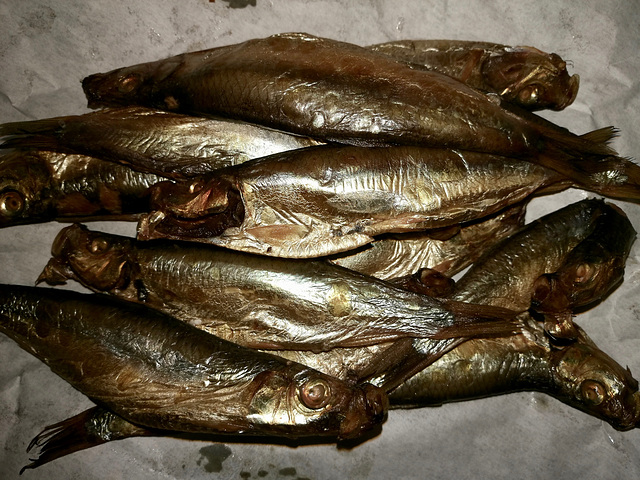 European Sprat