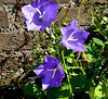 Campanula