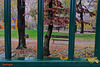 In the Cold November Rain :-) -HFF to you All