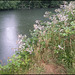 riverside bramble in the rain