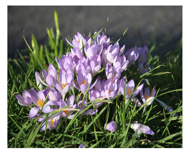 Mauve Crocuses - East Blatchington Pond - Seaford - 14 2 2022