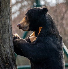 Sun bear