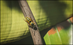 gemeine Wespe - Vespula vulgaris