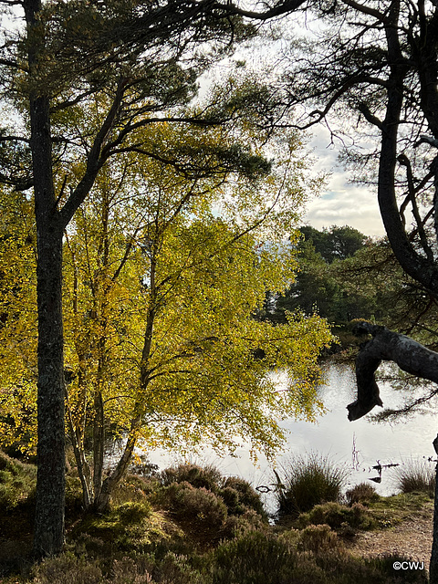 Lochan en route to the Fyrish Monument