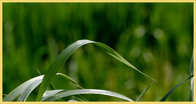 Ordinary grass