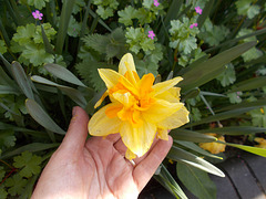 SoS[25] - Foxfield daffs {1 of 6 }