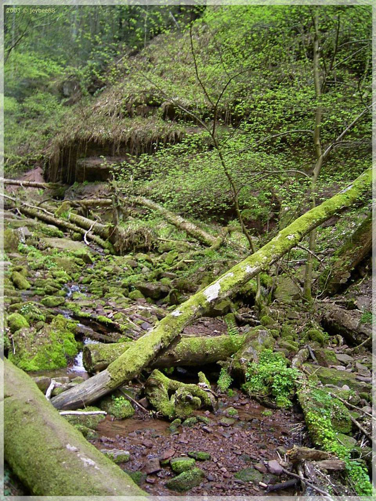 Wolfschlucht ➁