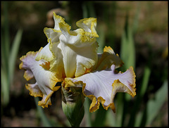 Iris Bride's Halo (2)