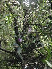 DSC01511 - orquídea orelha-de-cachorro Cattleya intermedia, Orchidaceae