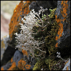 Vestiges de fin d'hiver