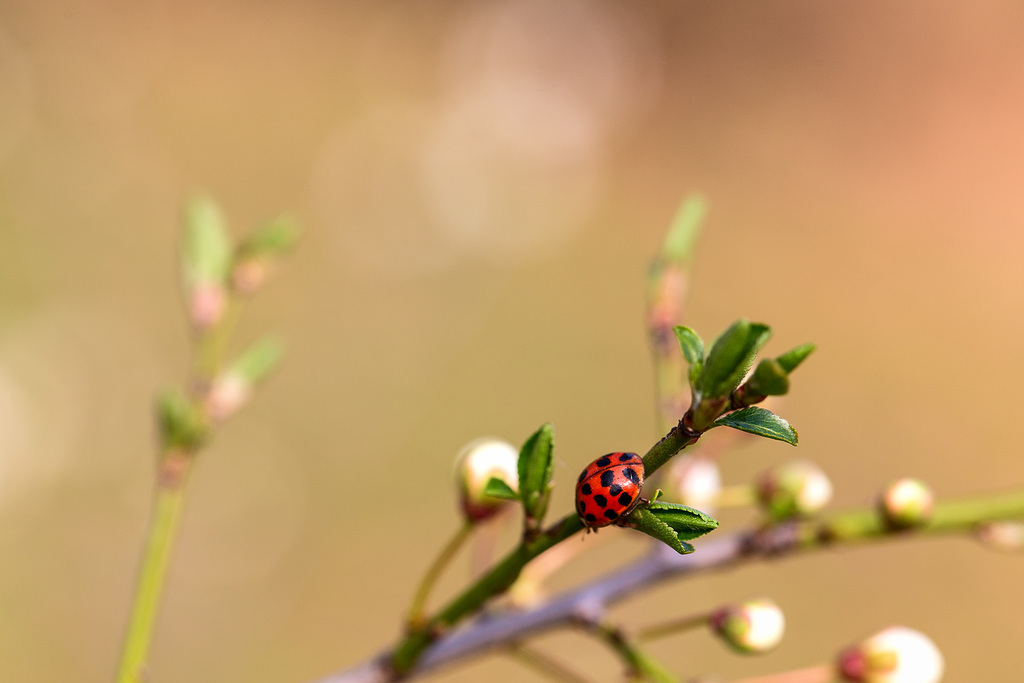 Nun doch: Frühling !