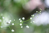 DSCF3710