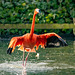 Flamingo