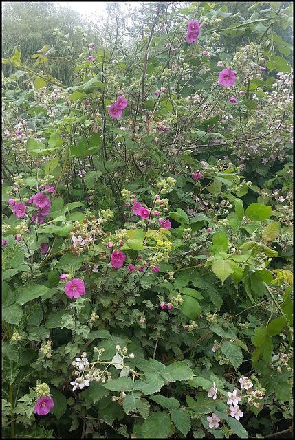 mallow and bramble