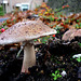 Amanita Pantherinoides ?