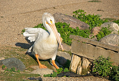 pelican on land
