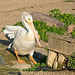 pelican on land