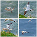 Gannet collage