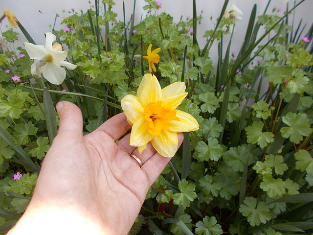 SoS[25] - Foxfield daffs {2 of 6 }