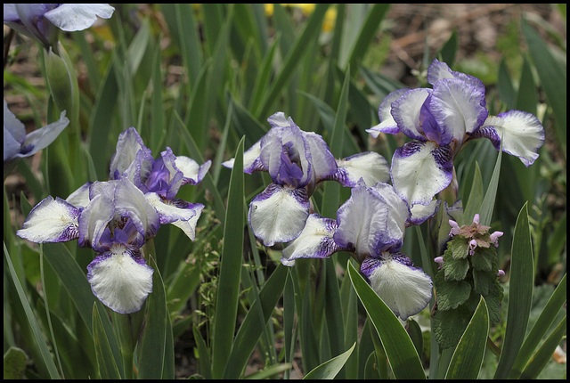 Iris 'Jenny Grace'