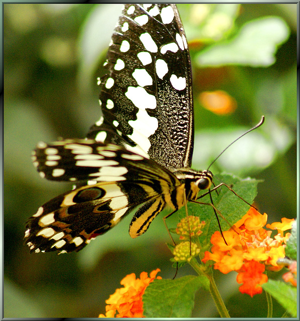 Ritterfalter (Papilio demoleus)  ©UdoSm