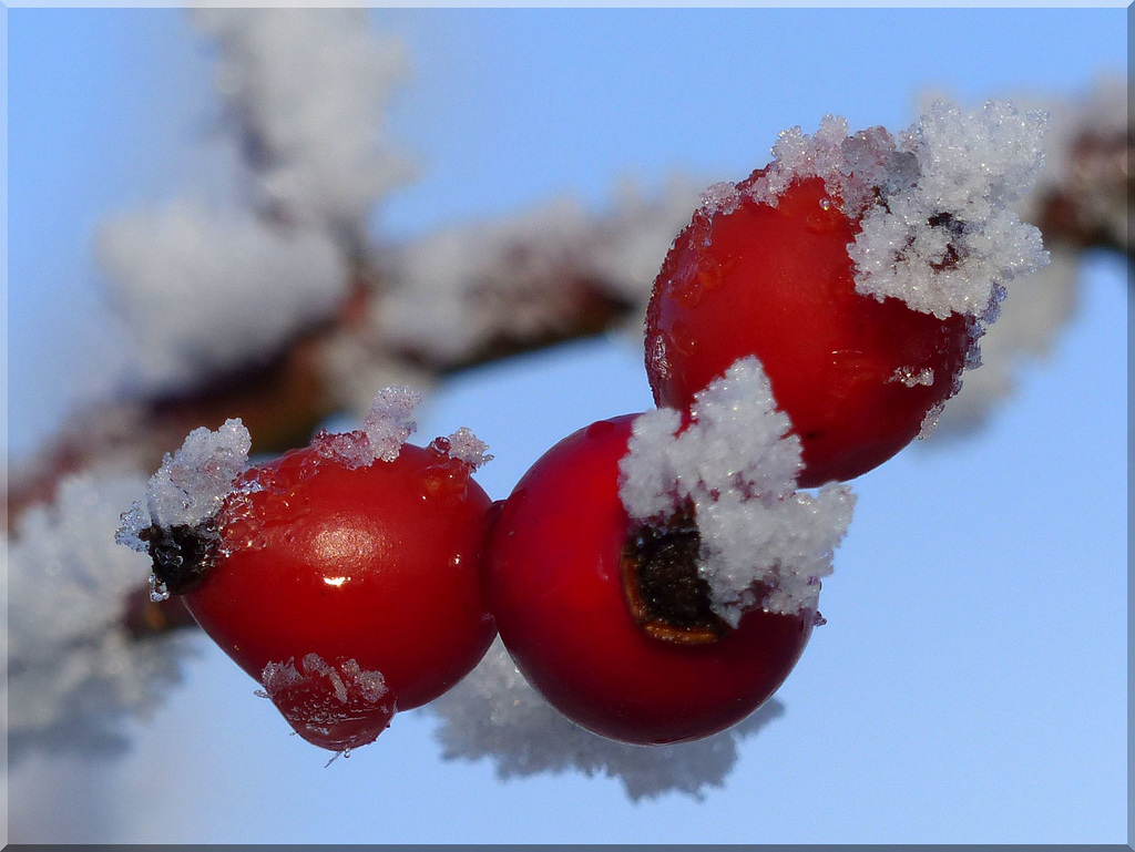 Hagebutten mit Raureif - Rose hips with icing