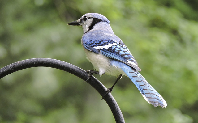 Blue Jays