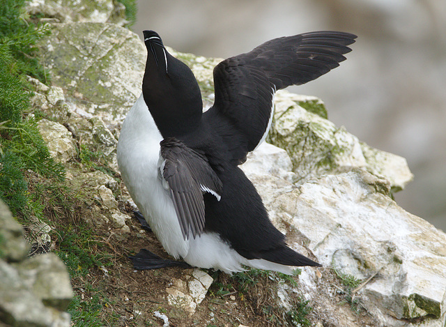 Razorbill EF7A3430