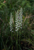 Spiranthes odorata (Fragrant Ladies'-tresses orchid)
