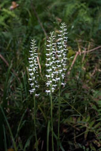 Spiranthes odorata (Fragrant Ladies'-tresses orchid)