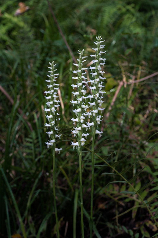Spiranthes odorata (Fragrant Ladies'-tresses orchid)