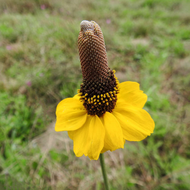 Day 2, Mexican Hat / Ratibida columnifera