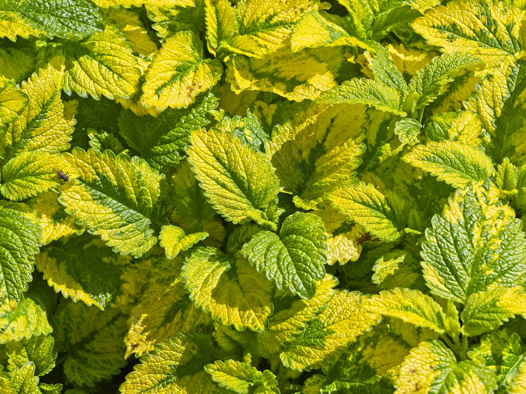 Variegated Lemon Balm