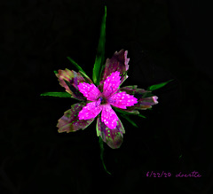 The smallest carnation, Deptford Pink