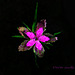The smallest carnation, Deptford Pink
