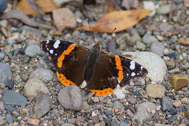 Leicht abgeflogener Vanessa atalanta im Flussbett der Sieber