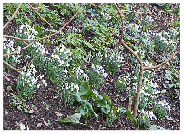 Snowdrops - East Blatchington Pond - Seaford - 14 2 2022