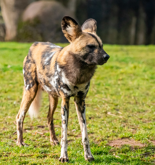 African painted dog