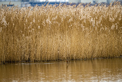 Kingfisher about to catch a fish with its dive